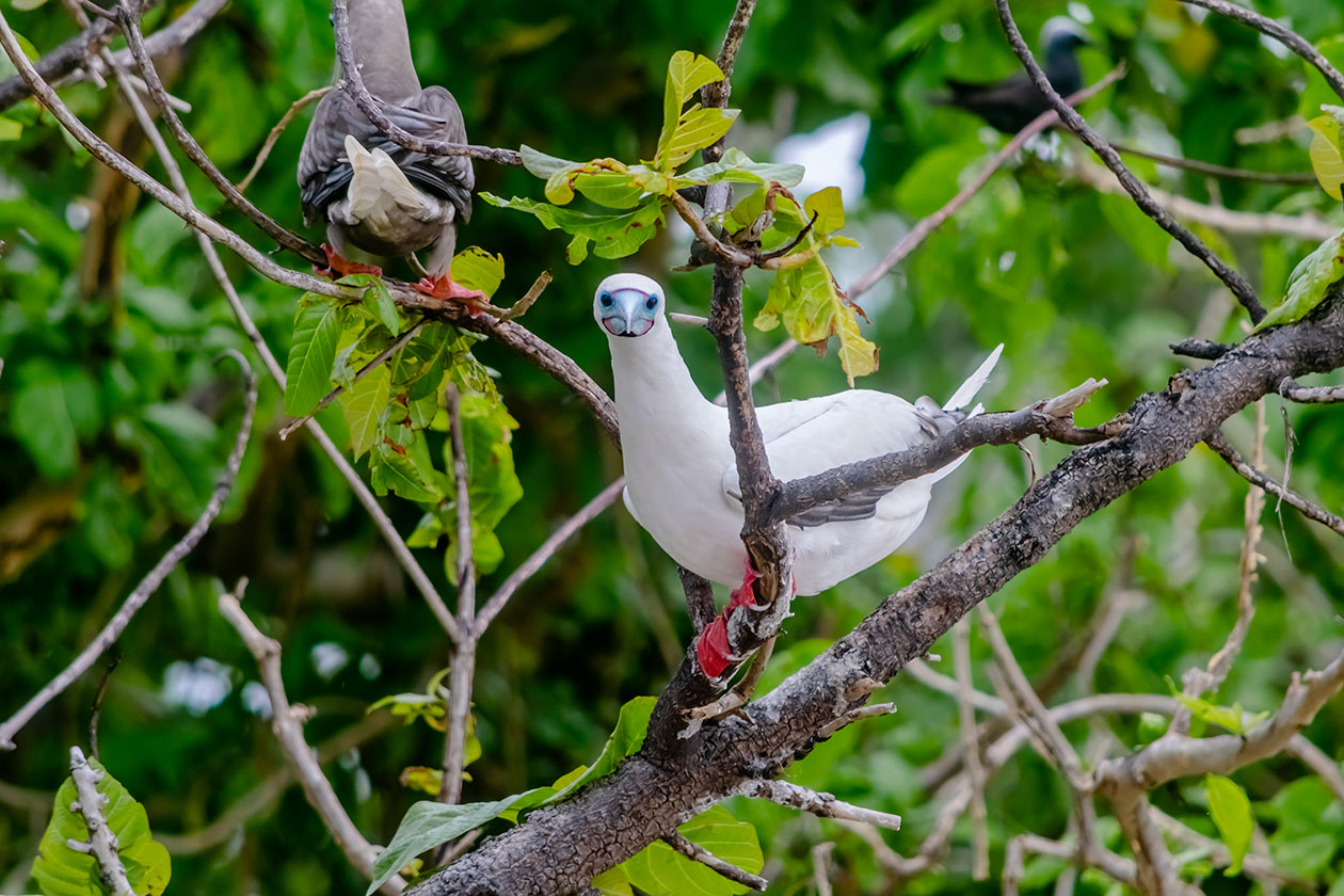 Nanuku Levu Island photos 18